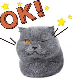 娱乐猫吃瓜记,揭秘娱乐圈幕后风云