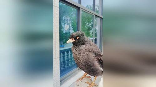 娱乐吃瓜小八哥是谁啊,网络红人的崛起之路