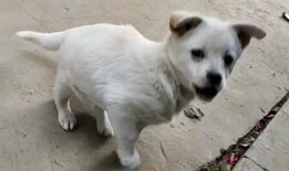 娱乐吃瓜酱小白狗,揭秘娱乐圈那些不为人知的幕后故事