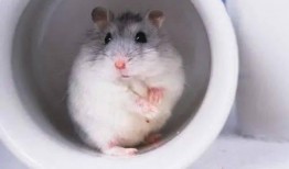 娱乐吃瓜酱仓鼠过生日