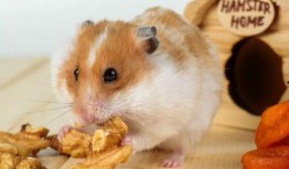 娱乐吃瓜酱仓鼠过生日