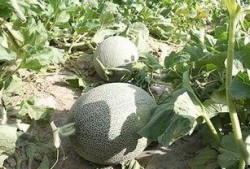 娱乐吃瓜酱紫,吃瓜群众酱紫解读热点事件