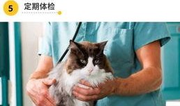 娱乐吃瓜酱猫传腹,揭秘“猫传腹”事件背后的真相与反思