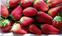 娱乐吃瓜君草莓,揭秘娱乐圈那些不为人知的幕后故事