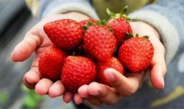 娱乐吃瓜君草莓,揭秘娱乐圈那些不为人知的幕后故事