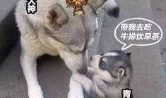 娱乐吃瓜酱小动物,揭秘小动物界的趣味故事