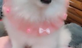 娱乐吃瓜酱小白狗,揭秘娱乐圈那些不为人知的幕后故事