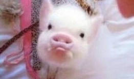 娱乐吃瓜酱肥猪猪,肥猪猪的趣味人生揭秘