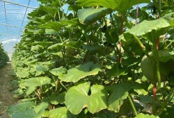 2022 娱乐吃瓜,吃瓜群众狂欢手册