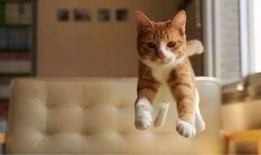 猫咪再见娱乐吃瓜酱,揭秘娱乐圈幕后趣闻