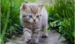 娱乐吃瓜酱猫抱枕,带你感受萌宠的魅力