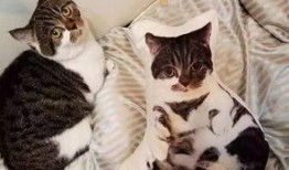 娱乐吃瓜酱猫抱枕,带你感受萌宠的魅力