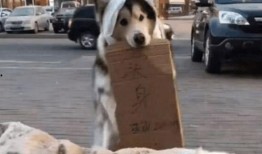 娱乐吃瓜酱骑车狗,骑行狗的趣味日常