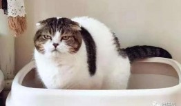 娱乐吃瓜菌猫猫,揭秘娱乐圈那些不为人知的幕后故事