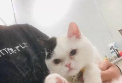 娱乐吃瓜酱猫传腹,揭秘“猫传腹”事件背后的真相与反思