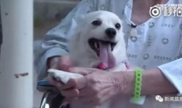 娱乐吃瓜酱小白狗,揭秘娱乐圈那些不为人知的幕后故事