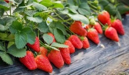 娱乐吃瓜君草莓,揭秘娱乐圈那些不为人知的幕后故事